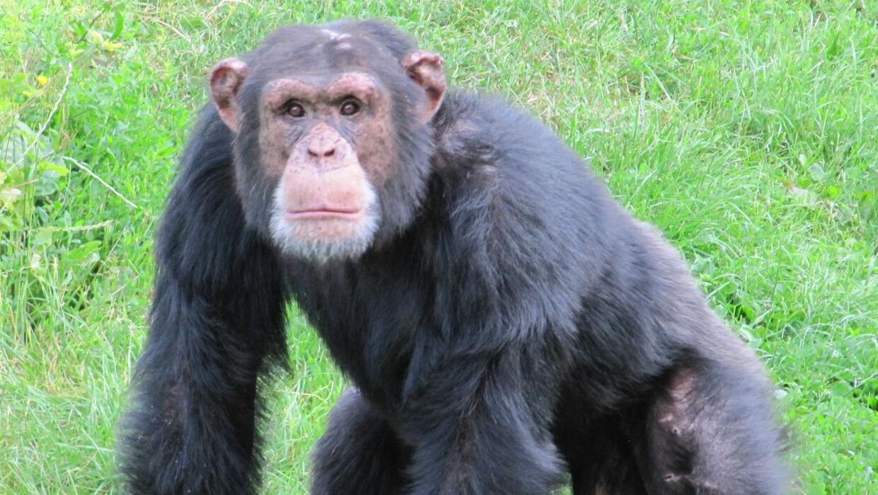 Chimpansen Ricardo holder på billedet et vågent øje med fotografen.