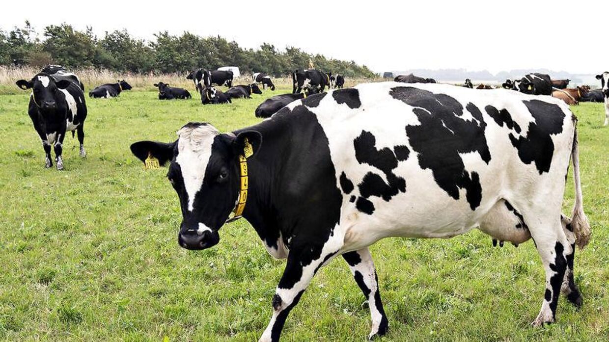 Det giftige stof PFSo er fundet i kød fra køer, der har græsset i Odense. Arkivfoto.