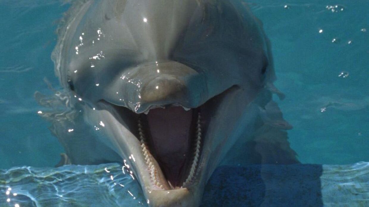 Her ses en delfin i Sea World, Californien, som også holder havdyr i fangenskab.