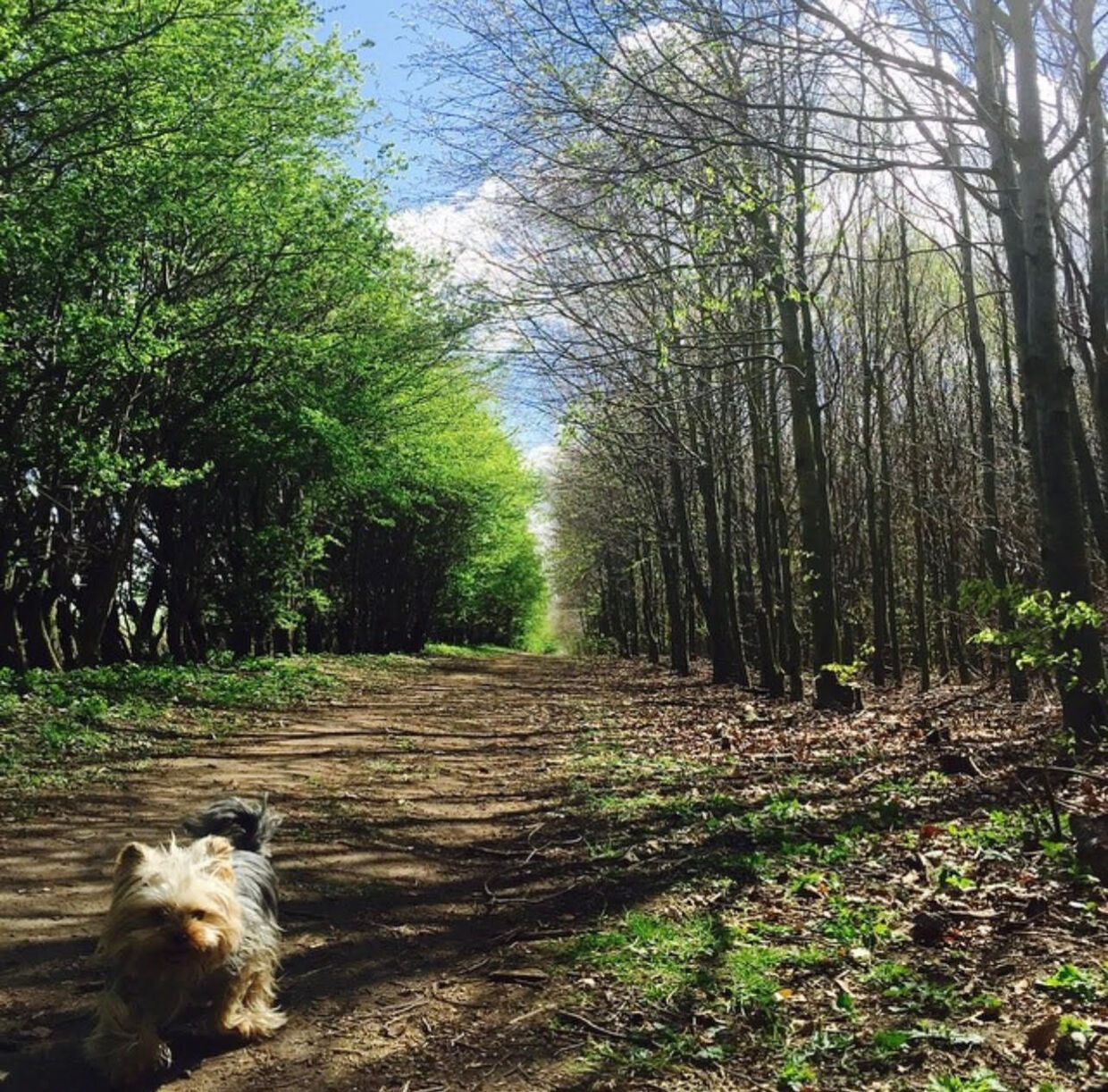 Kristoffer Glerup går tit tur med hunden Trille i hundeskoven. Foto: Privat