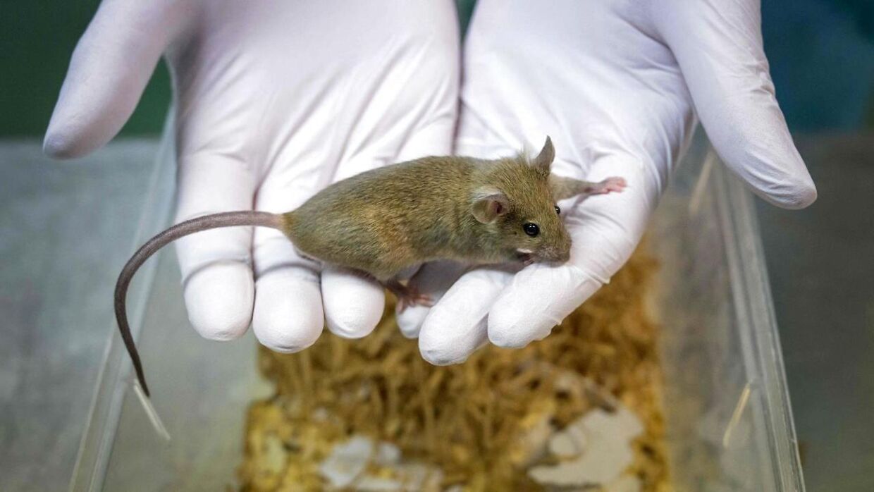 Virussygdommen, lassafeber, stammer oprindeligt fra rotter i Vestafrika. Arkivfoto:&nbsp; (Photo by Fabrice COFFRINI / AFP)
