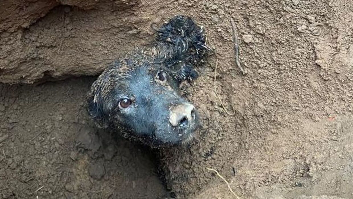 Hund befriet efter 60 timer i hul | BT Udland -