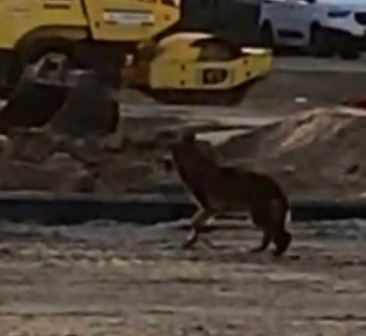 Ulven, som Heine observerede på byggepladsen.