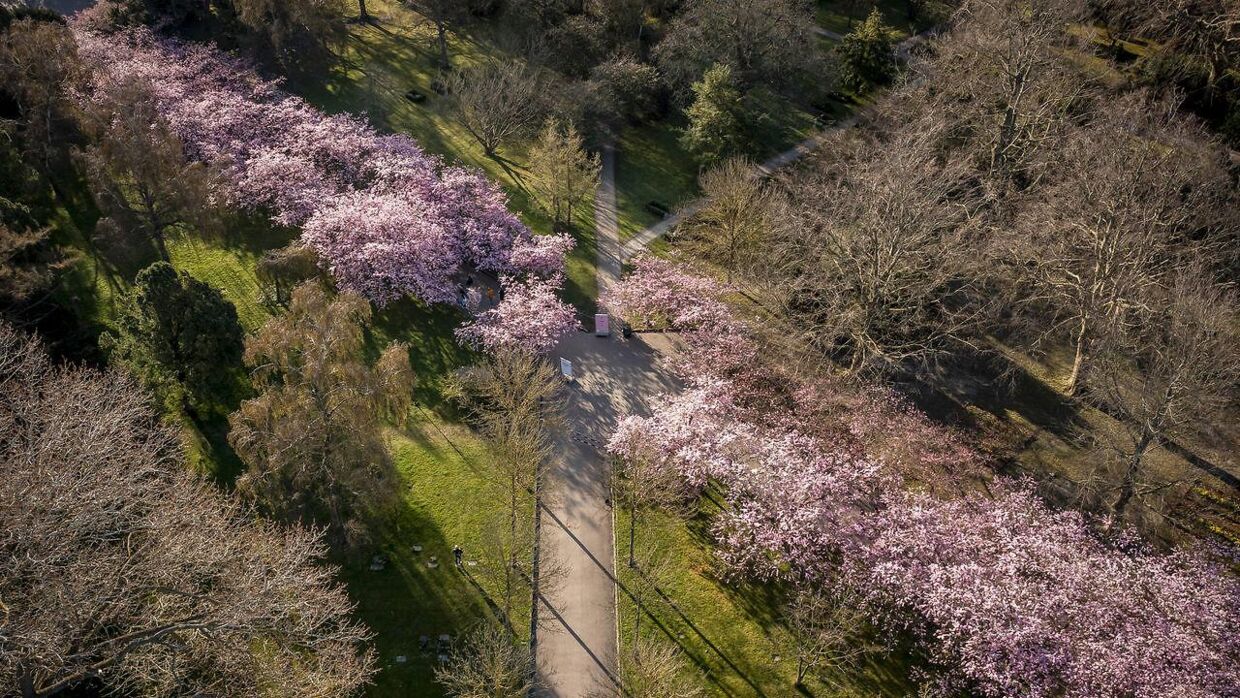 Hvert forår strømmer storbyboere og turister til den verdensberømte kirsebærallé på Bispebjerg Kirkegård.
