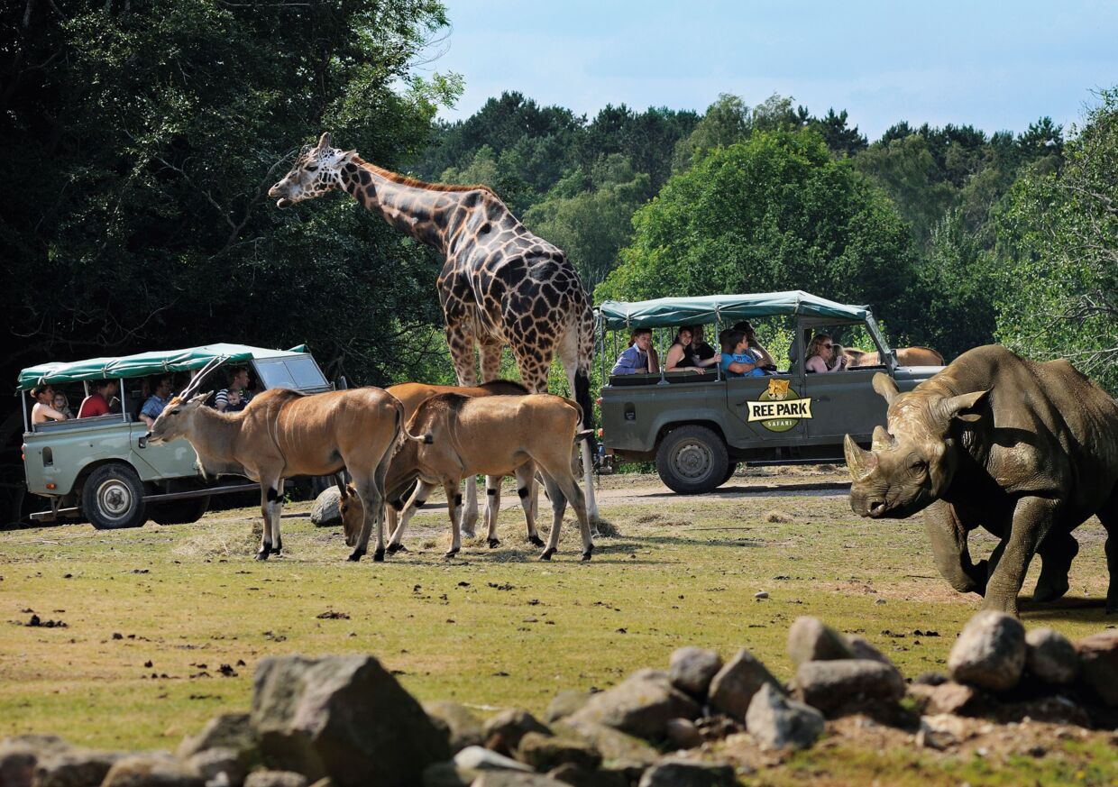 Oplev løver, geparder og giraffer i Ree Park Safari.