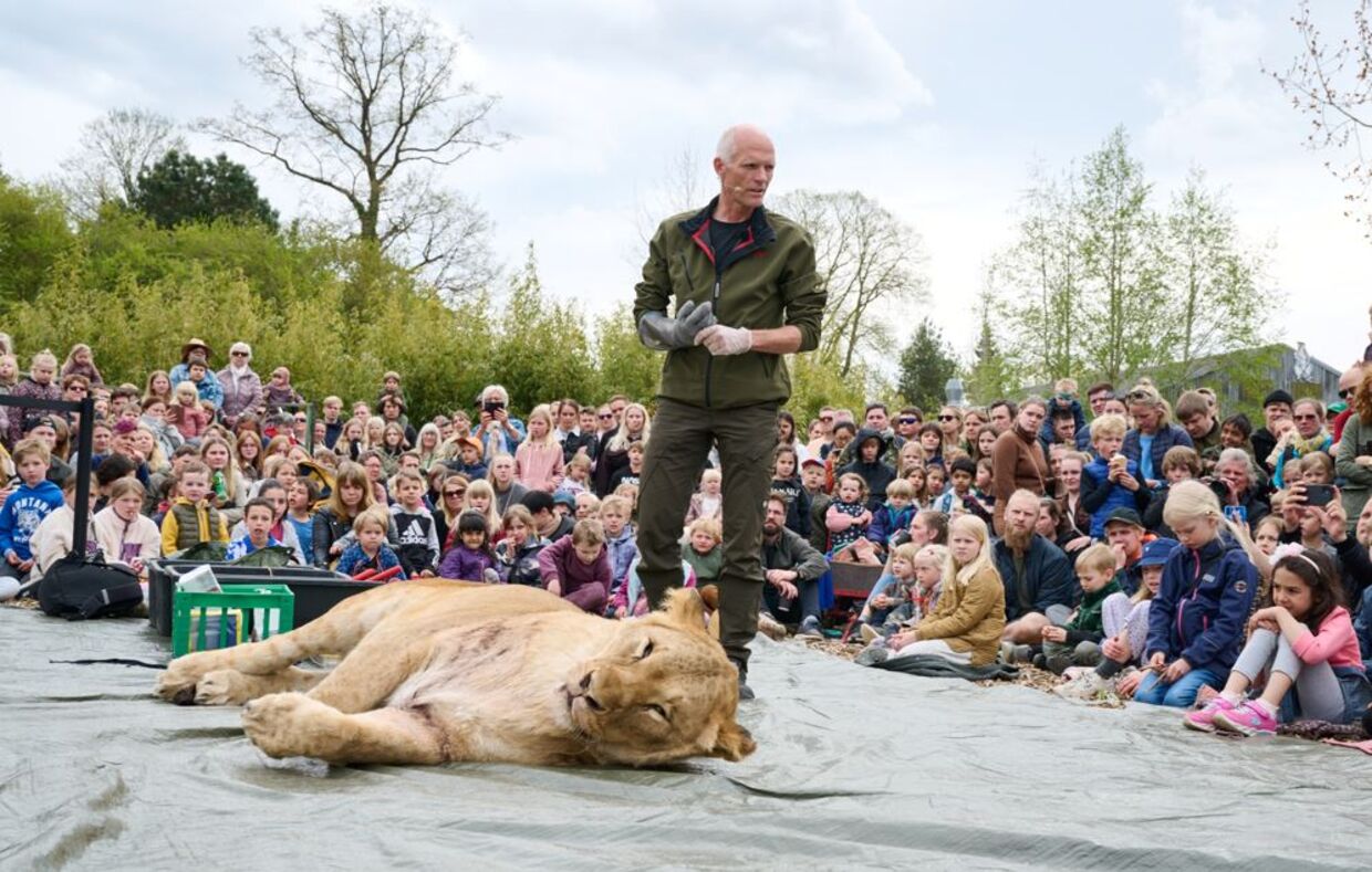 Masser af mennesker var mødt op for at se løven blive dissekeret. Foto: Denis Hrdlík, ELS Production.