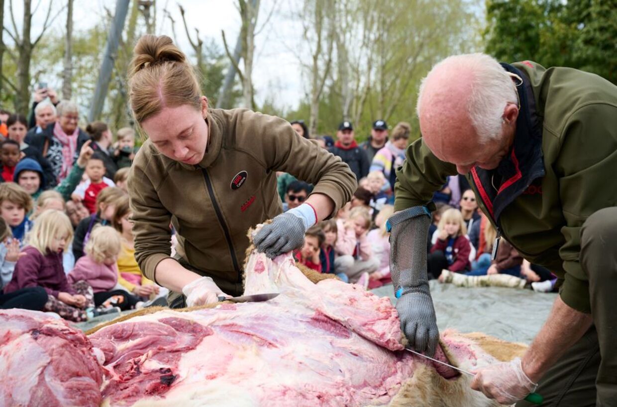 Løvens organer blev efter dissektionen lagt ud til skue. Foto: Denis Hrdlík, ELS Production.