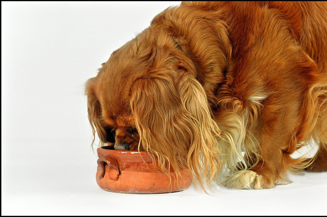Hundefoder på grund af risiko salmonella | BT - www.bt.dk