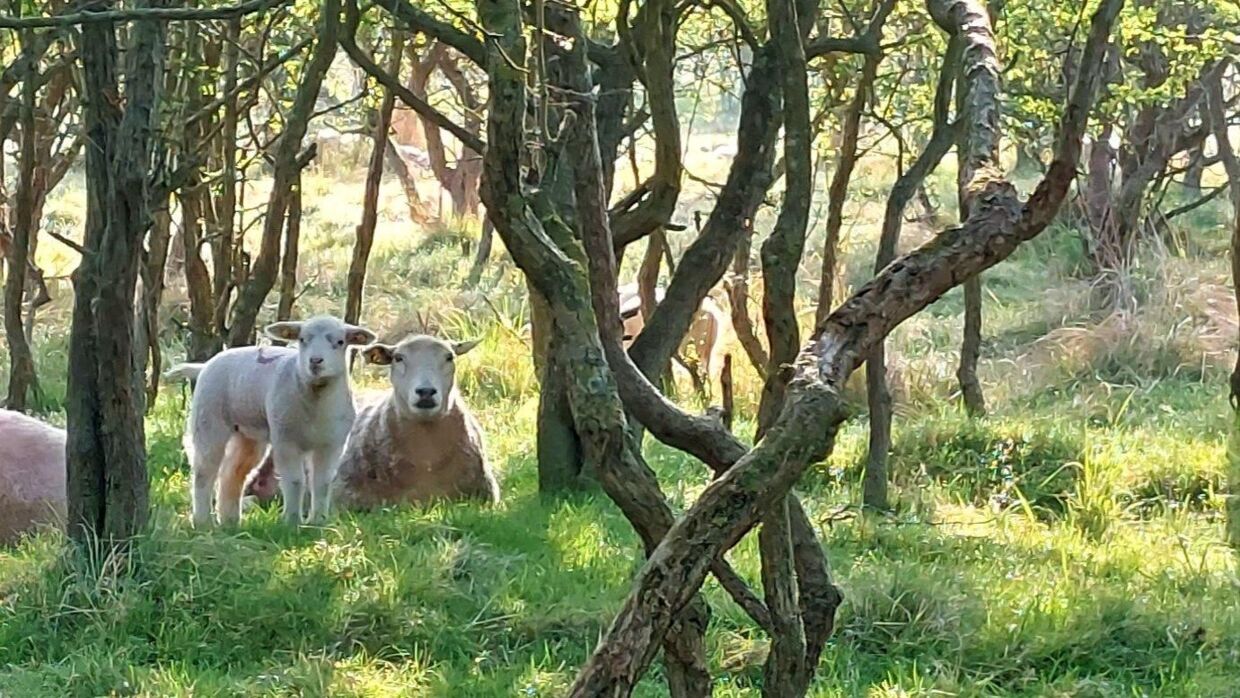 Naturcenter Amager har cirka 30 får og lam gående. Her ses nogle af dem. Foto: Naturstyrelsen
