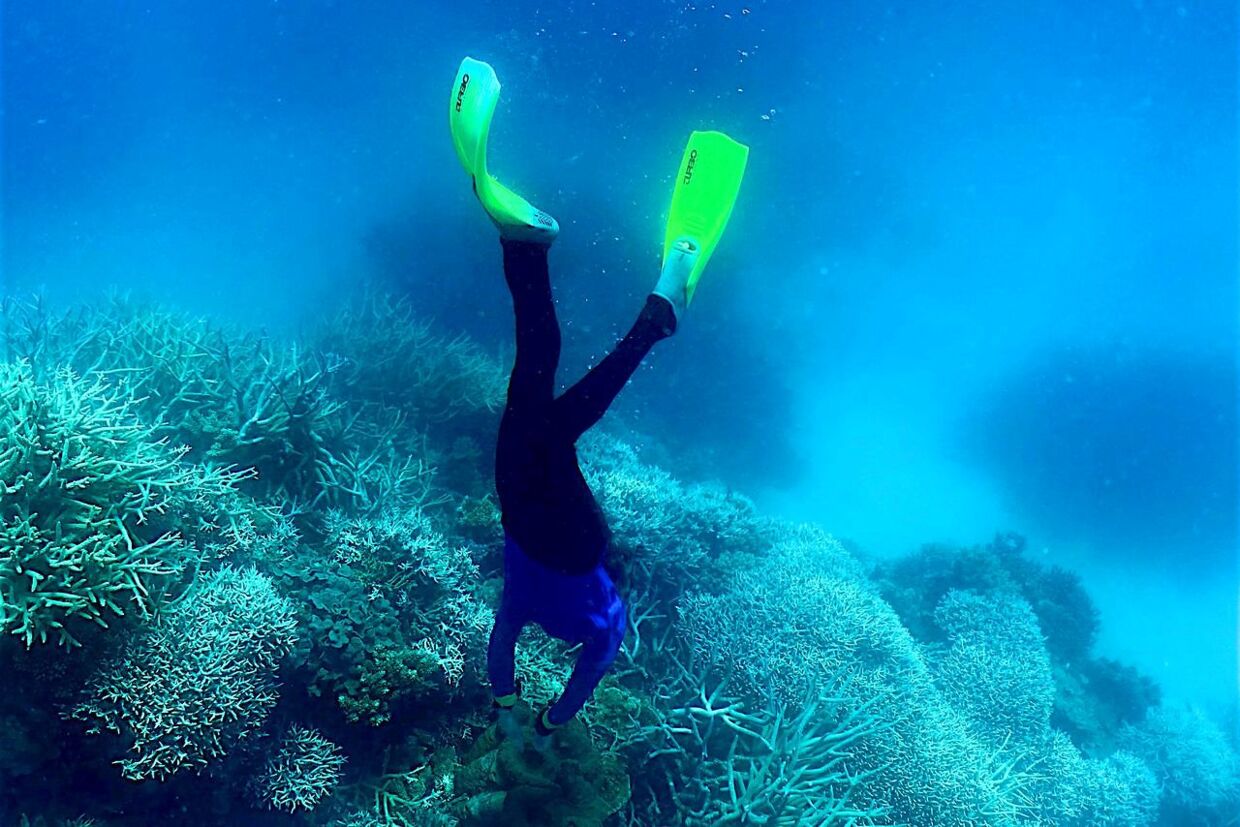 En dykker undersøger revet ud for delstaten Queensland i Australien.