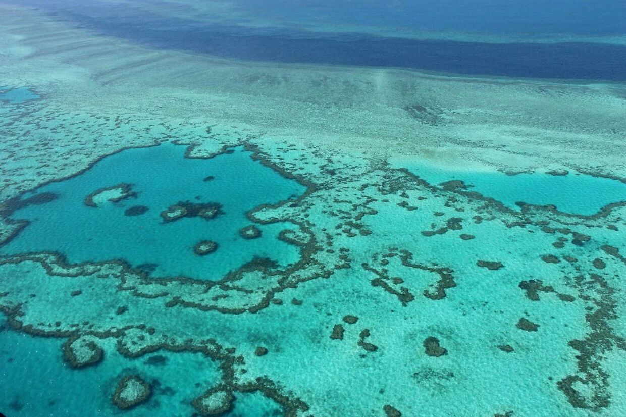 Store dele af verdens største koralrev er blevet afbleget.