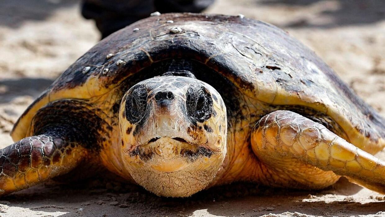 De i alt syv forskellige arter af havskildpadder er alle truede. Foto: Jack Guez/AFP/Ritzau Scanpix