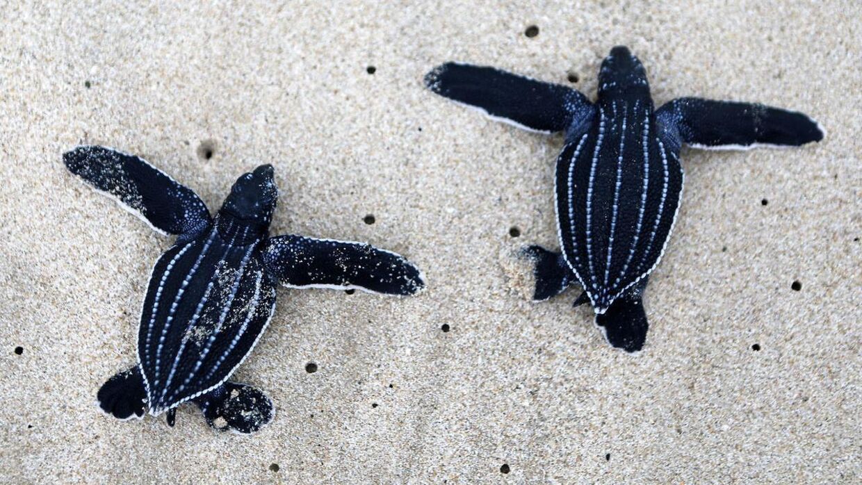 Når havskildpadder er svømmet ud efter fødslen, kan de finde tilbage til fødestedet - selvom det er flere tusinde kilometer væk. Billede: Hotli Simanjuntak/EPA/Ritzau Scanpix