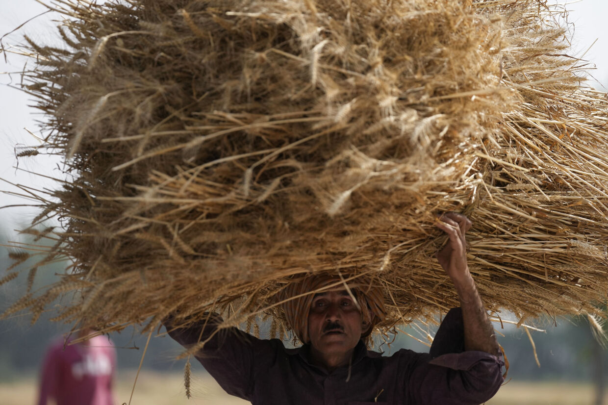 Indien har fredag indført et forbud mod eksport af hvede i et forsøg på at dæmpe prisstigninger på blandt andet brød. Her ses en landarbejder under hvedehøsten i slutningen af april. Udbyttet fra markerne har været mindre end normalt på grund af en usædvanlig tidlig hedebølge. Channi Anand/Ritzau Scanpix