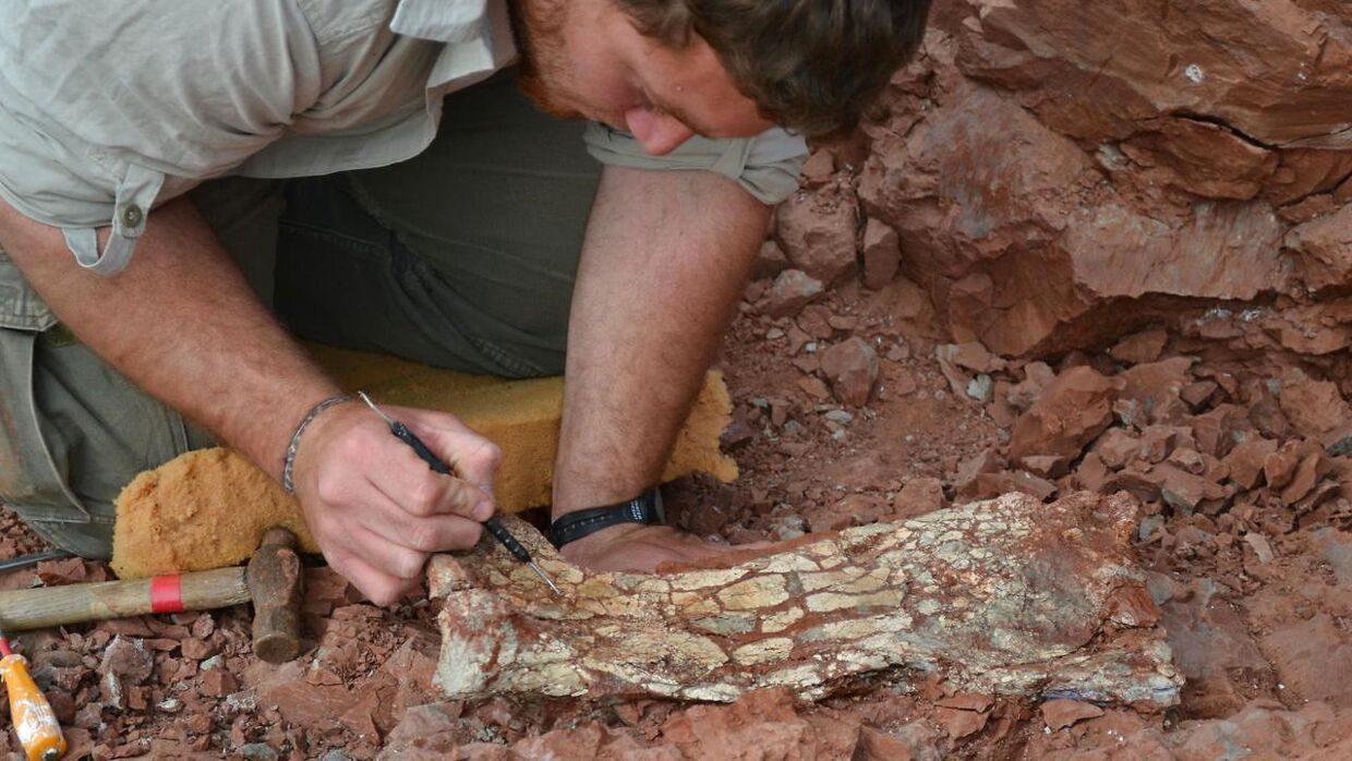 Her ses en palæontolog arbejde ved en udgravning af 'Thanatosdrakon amuru' i Argentina i 2012.