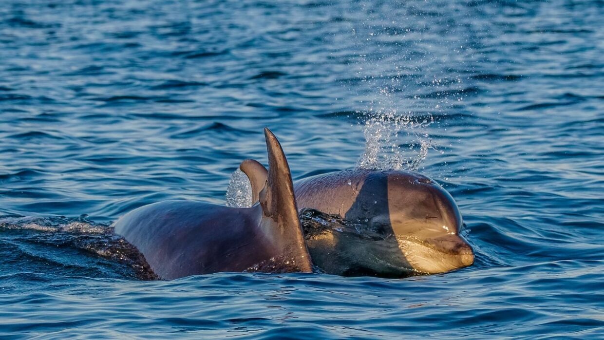 Hver sommer nyder flere tusinde turister de skønne delfiner, når de tager på delfinsafari ud for Thyborøn.