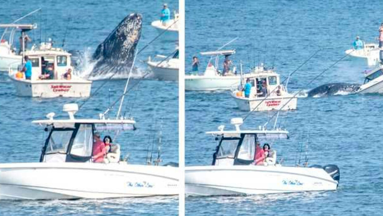 På disse to billeder ses pukkelhvalen komme op fra havet og lande på den lille fiskerbåd.