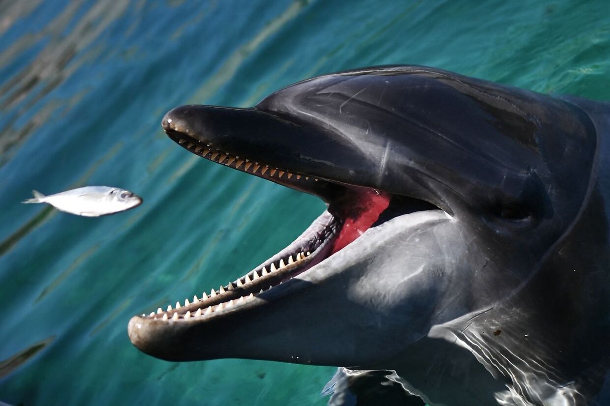 En enkelt delfin menes at have bidt adskillige badende ved Fukui i Japan. Arkivfoto.
