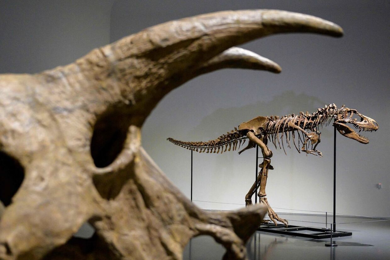 I baggrunden et skelet af Gorgosaurus.