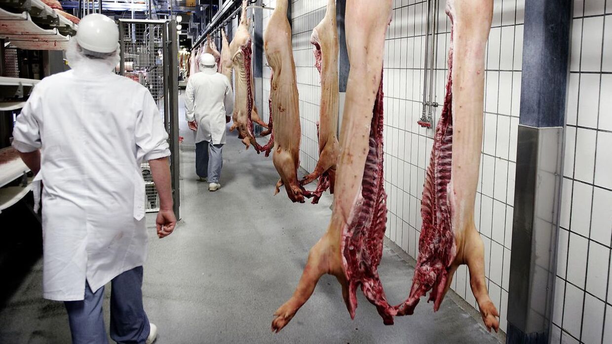 I hele verden ventes forbruget af kød fra især grise og fjerkræ at vokse til den største i menneskehedens historie. 