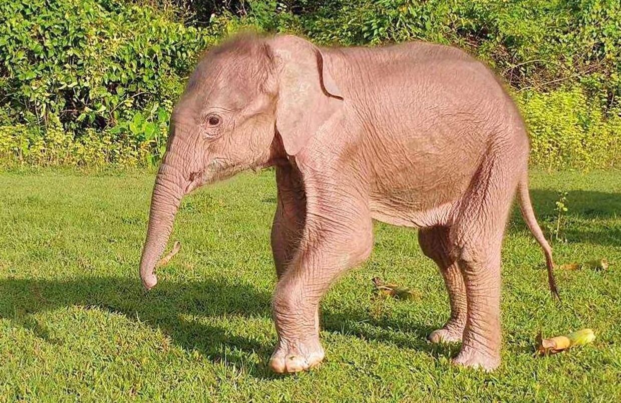 Denne nyfødte hvide elefantunge er kun ti dage gammel på dette foto taget den 2. august.