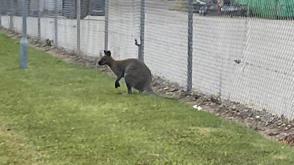 Det seneste billede af en vildt levende kænguru i den østjyske by Løsning. Billedet her er taget i søndags. Foto: Rune Nyegaard.