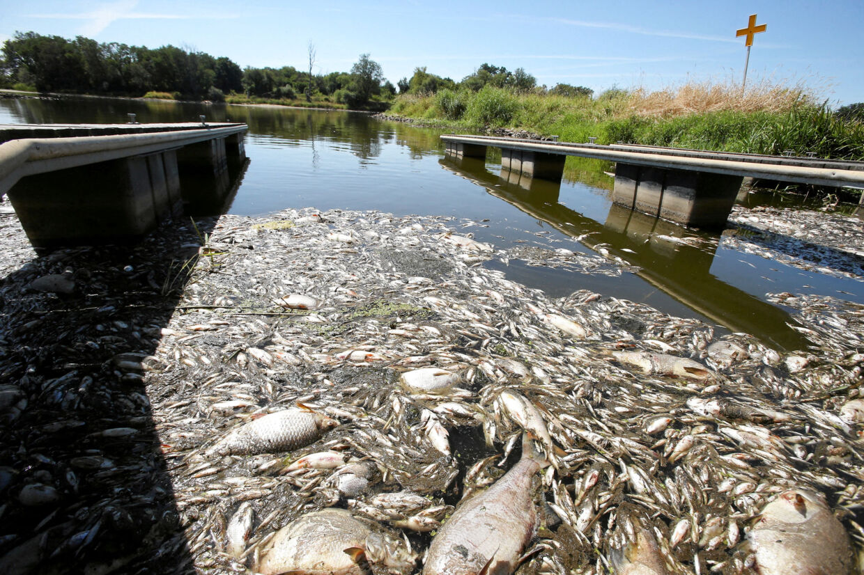 Der er mistanke om en slags forurening i floden Oder, hvor tusindvis af døde fisk er fundet, her ved den polske by Kostrzyn. Cezary Aszkielowicz/Agencja Wybo/Reuters