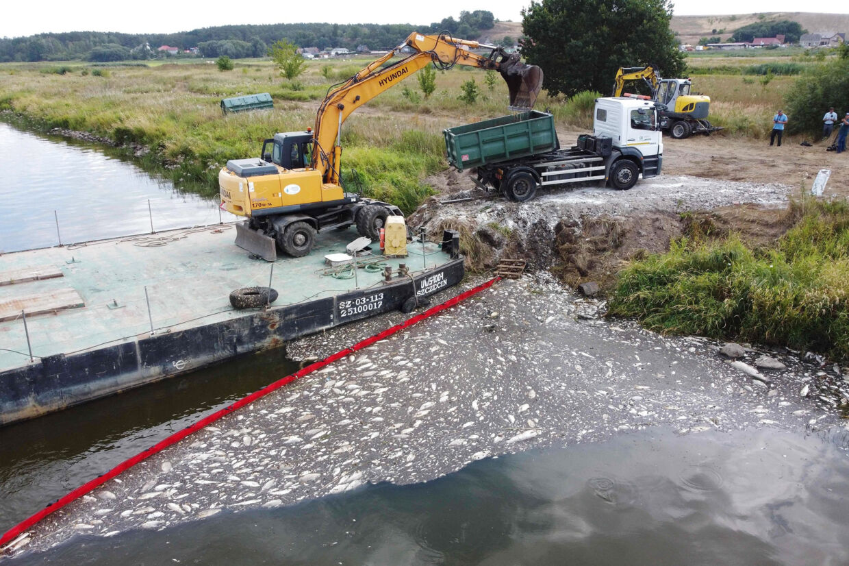 Ifølge estimater fra embedsmænd er over 100 ton fisk døde i floden Oder mellem Polen og Tyskland de seneste uger. Billedet her er fra Krajnik Dolny i det nordøstlige Polen mandag. Marcin Bielecki/Ritzau Scanpix