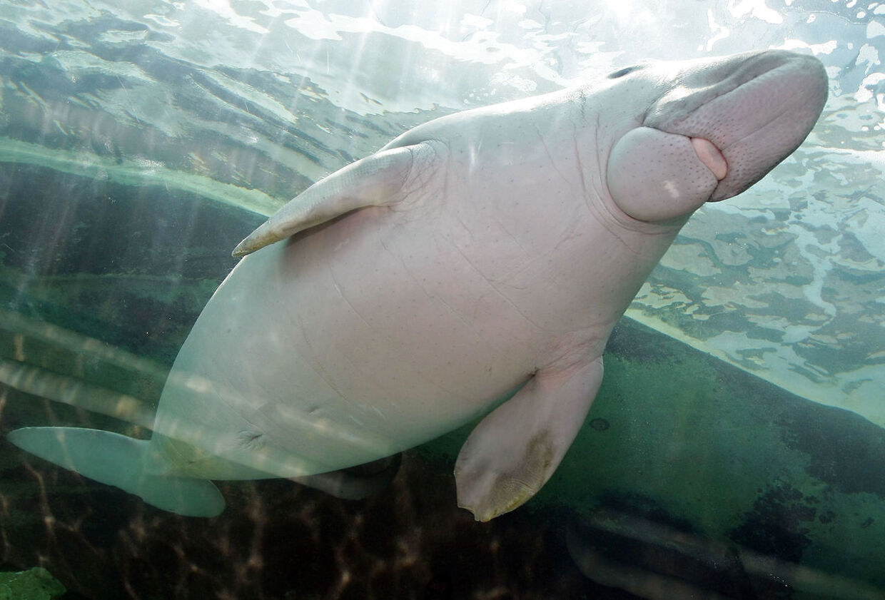 Her ses 'Pig', der er en dugong i Sydney Aquarium, Australien.