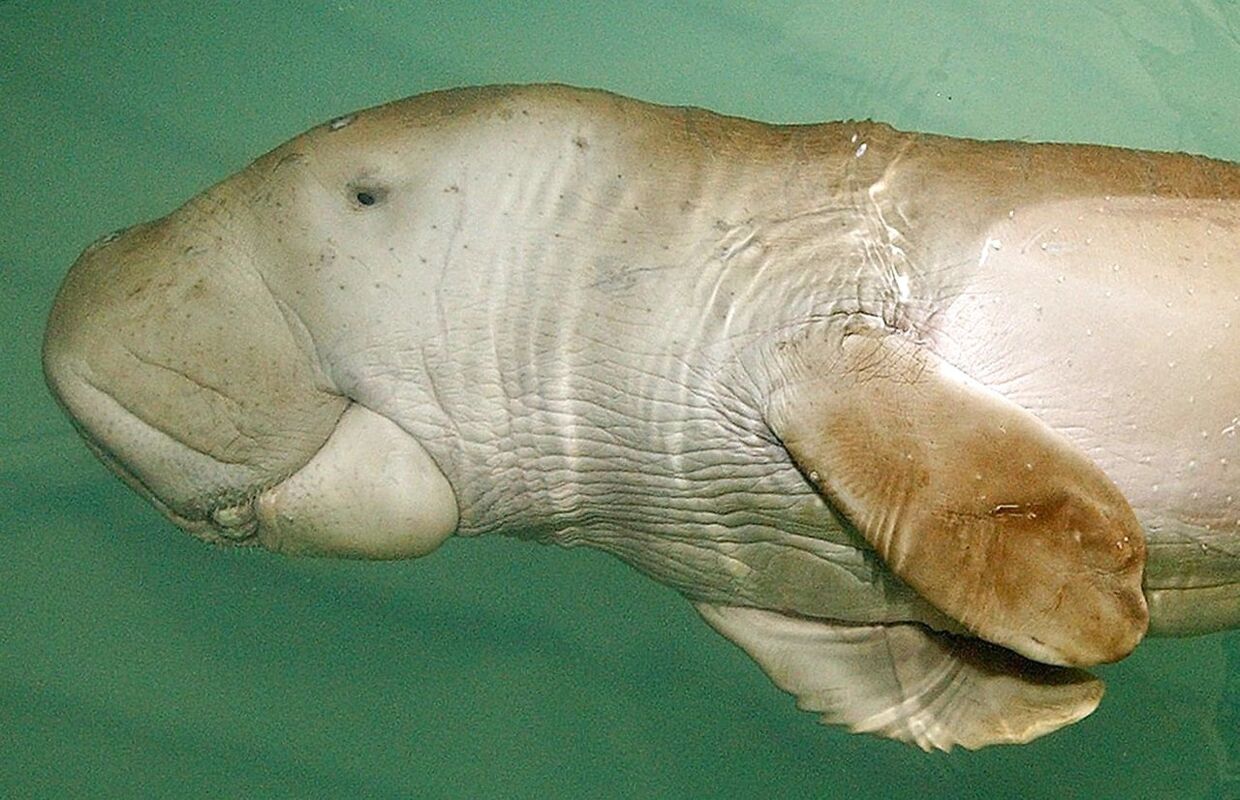 Dette her er en baby dugong, der er pleje i Sea World i USA.
