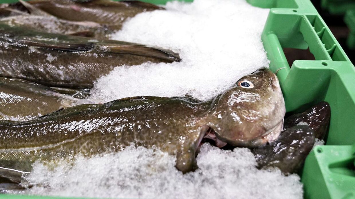 Fisk skal opbevares på to grader, og det gør elregningen for fiskehandlerne meget dyr lige nu. (Arkivfoto)