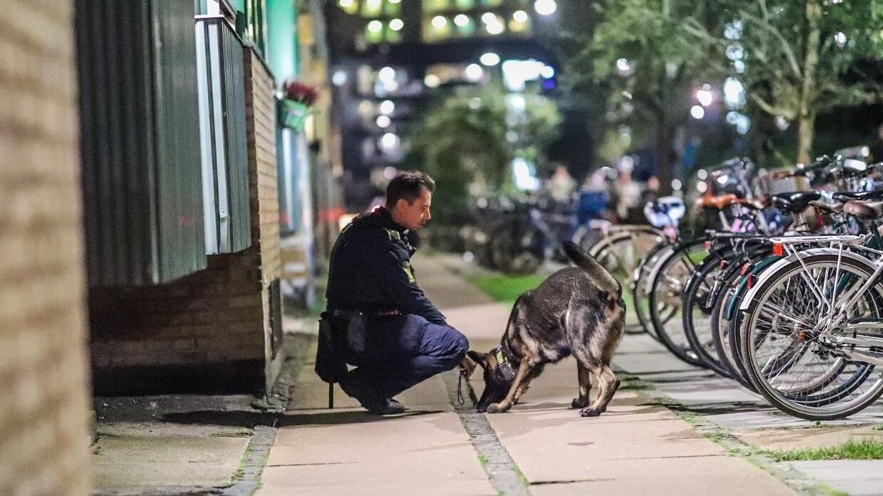 En politihund leder efter spor i området. Foto: Presse-fotos.dk