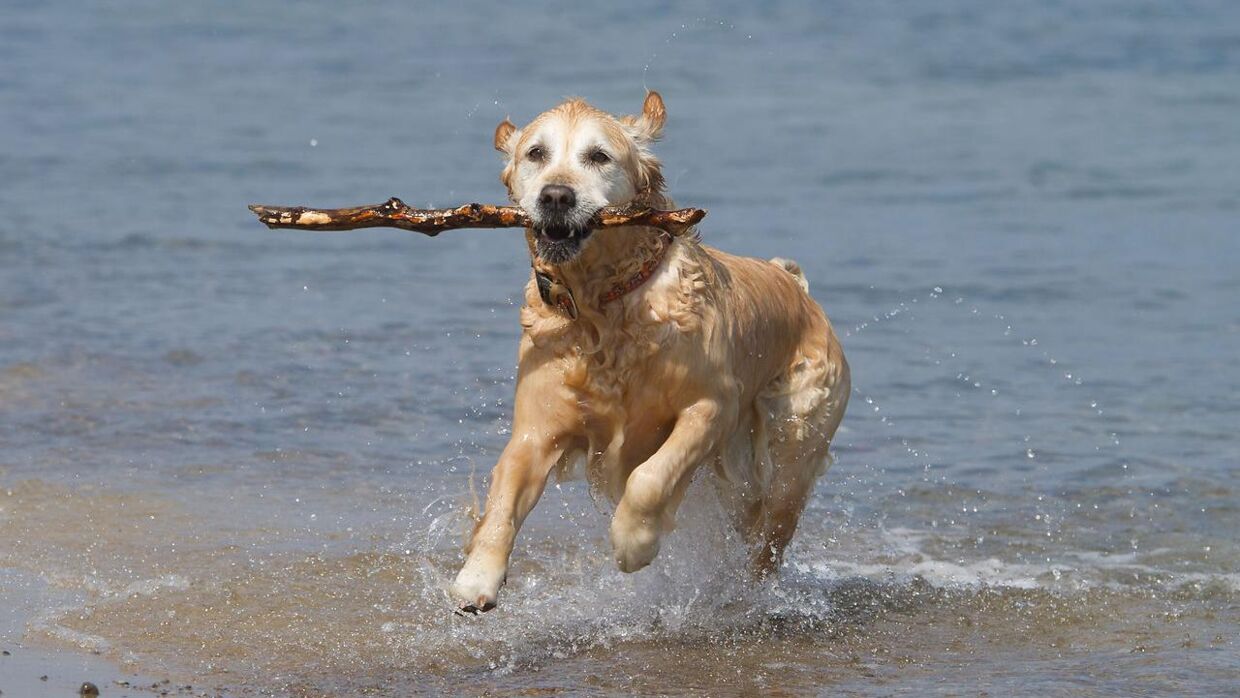 Fra 1. oktober kan du frit tage din hund med på stranden, uden den skal være i snor. 