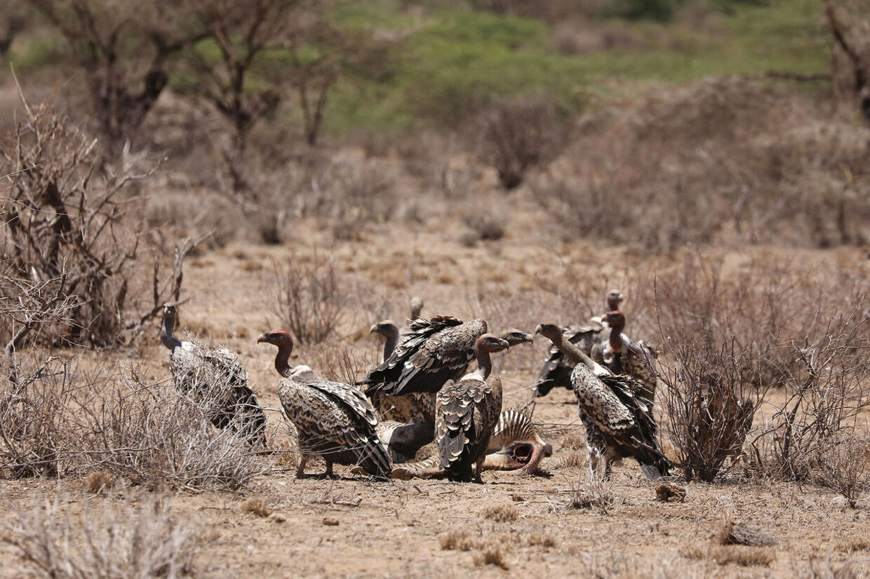 Gribbene samler sig omkring et ådsel af en truet Grevys zebra i Kenya.