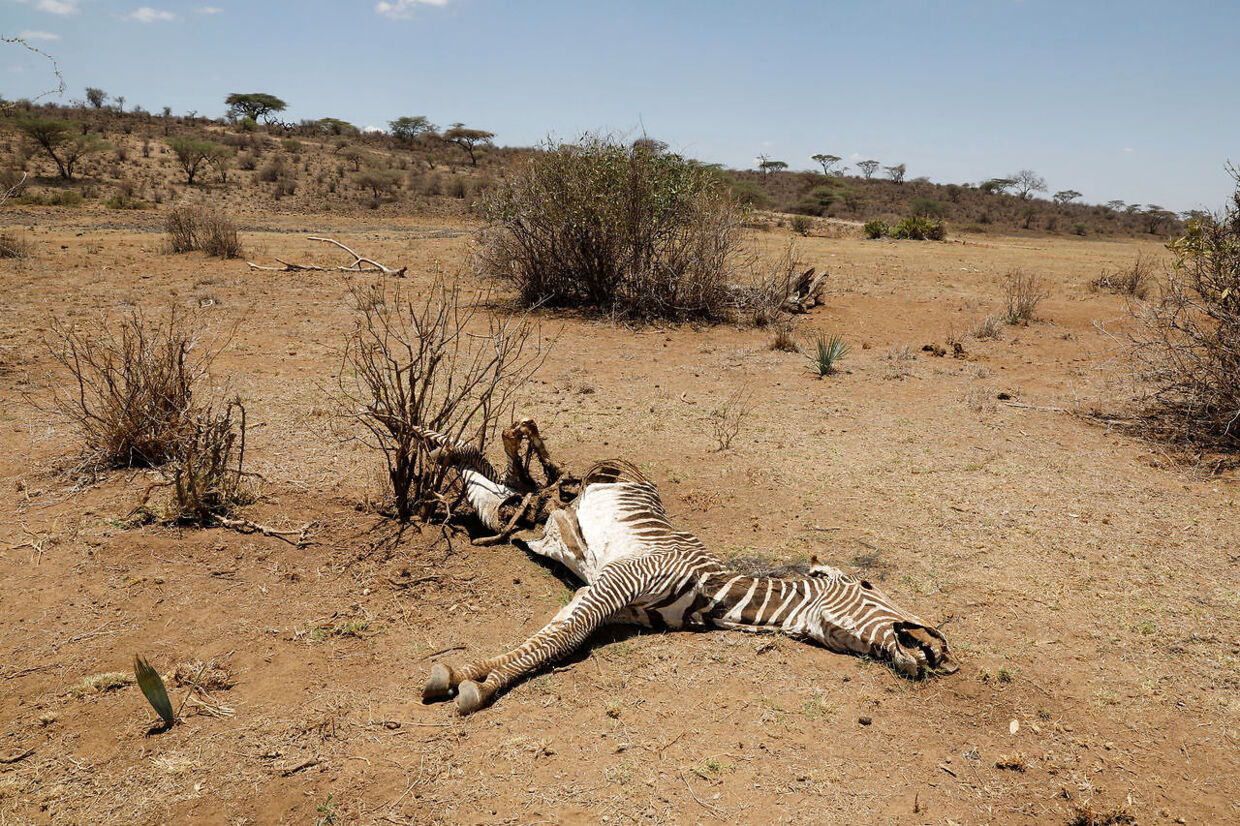 Her ligger ådslet af verdens mest sjældne zebraer.