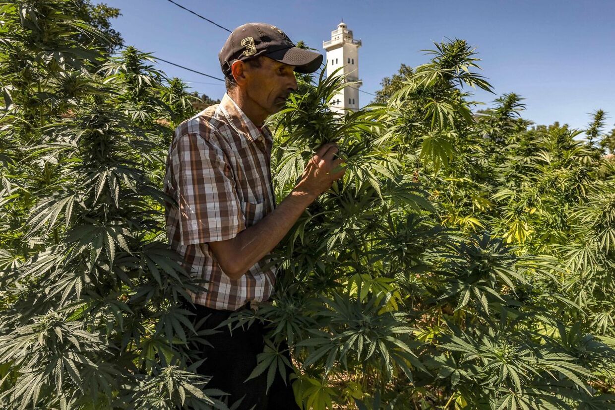 En landmand inspicerer en cannabismark i landsbyen Azila i den underudviklede region Rif i Marokko den 16. september 2022.