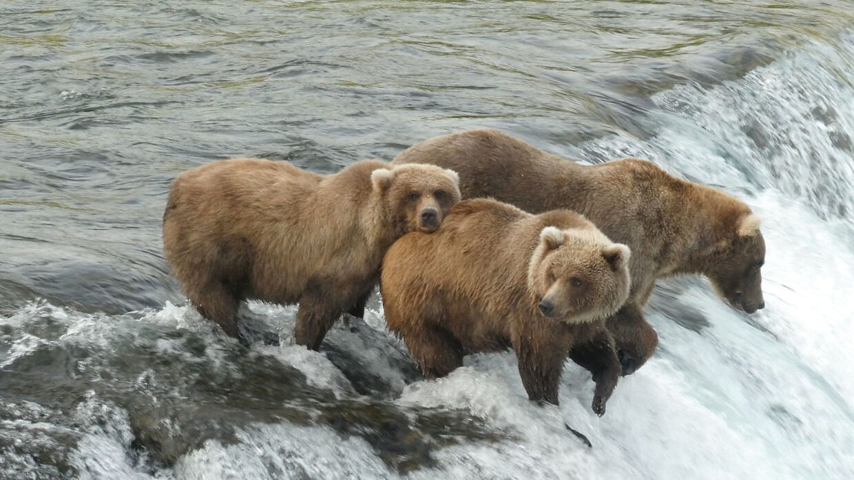 De brune bjørne er på 'fisketur' i Katmai National Park i Alaska.