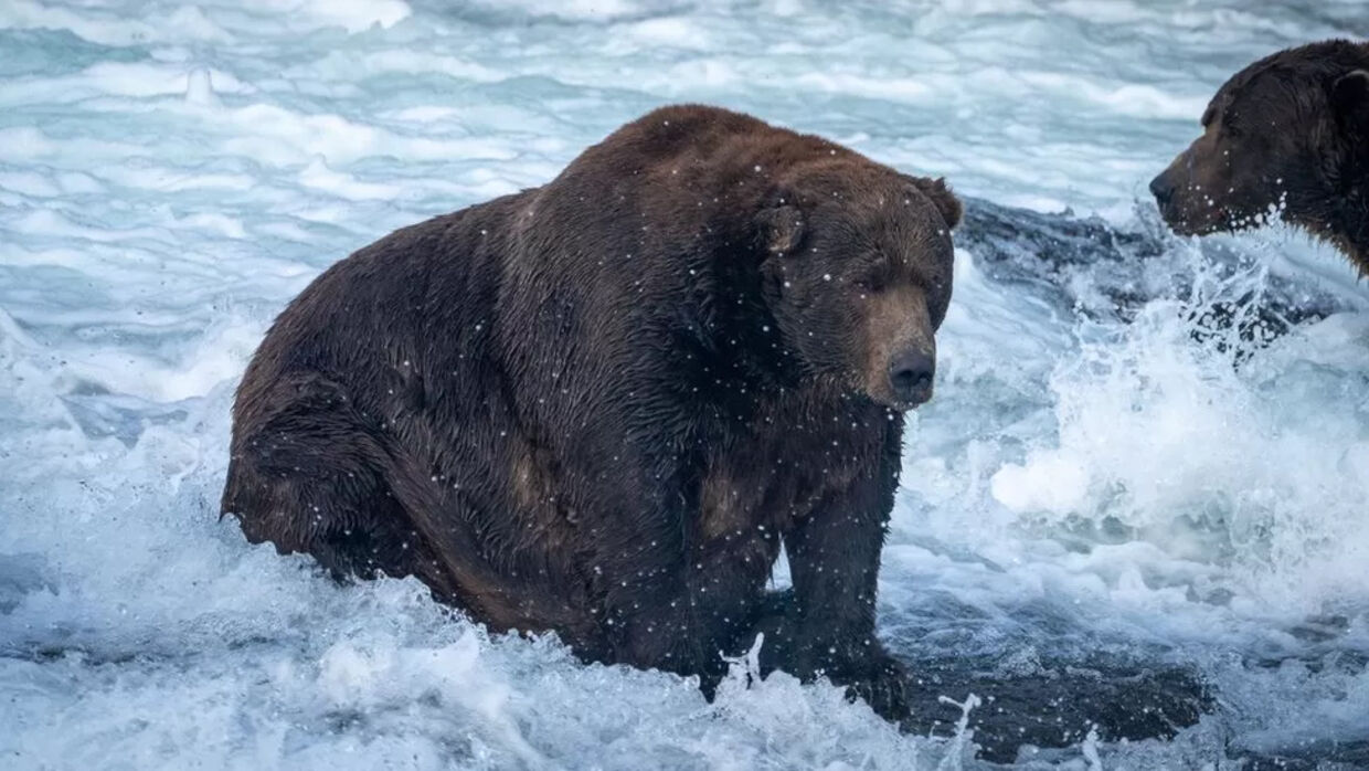 Bjørnen Bear er en af de tungeste bjørne og vejer 635 kilo.