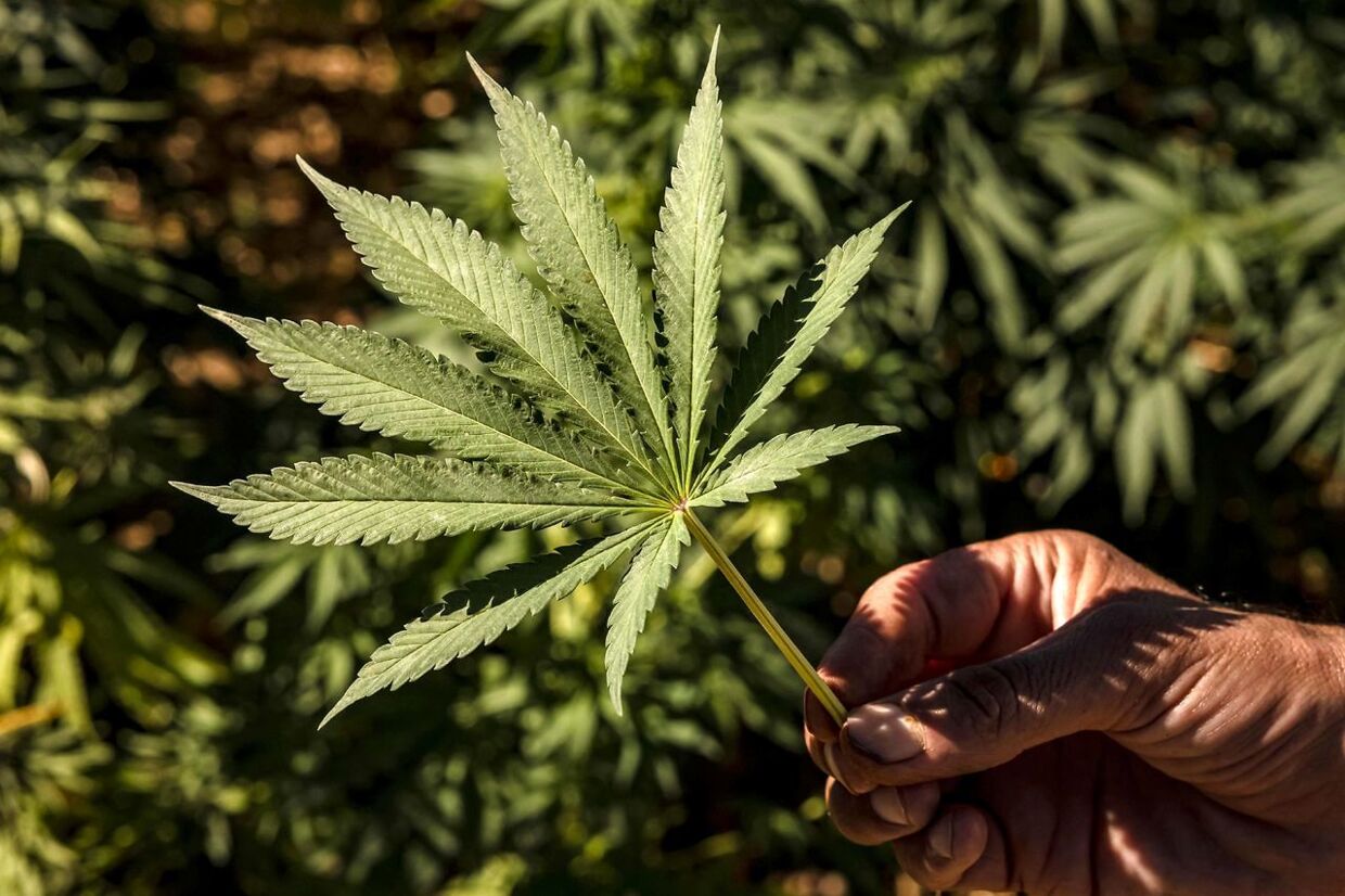 Den amerikanske præsident Joe Biden har benådet dem, som var i besiddelse af mindre mængder cannabis i USA.