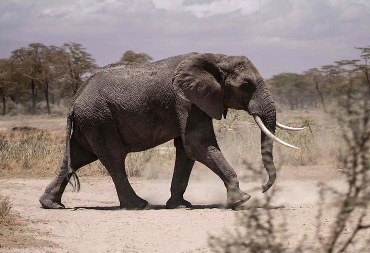 En elefant vandrer nær en flod.