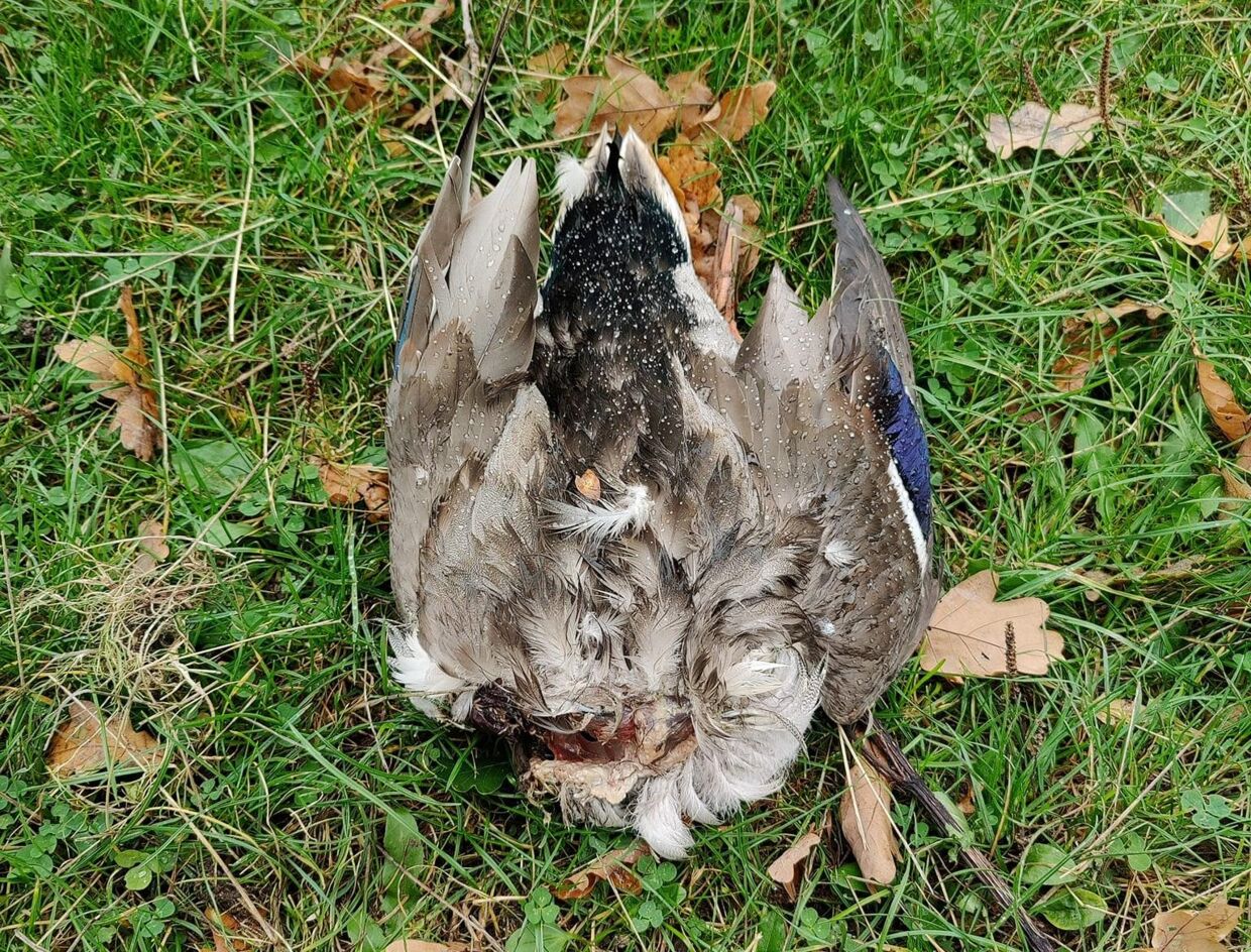 Kroppen af en død and uden hoved i Fælledparken