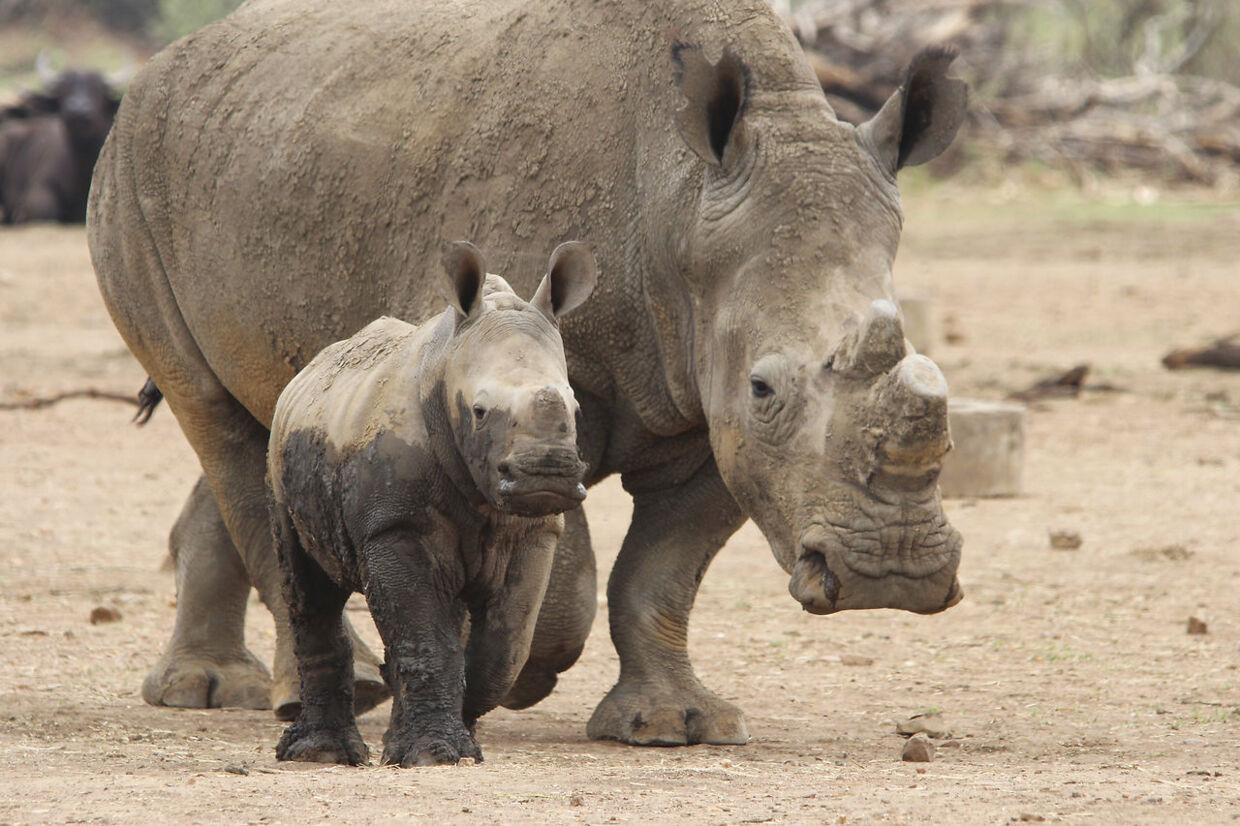 Et hvidt næsehorn med en unge, der kun er måneder gammelt, i Sydafrika.