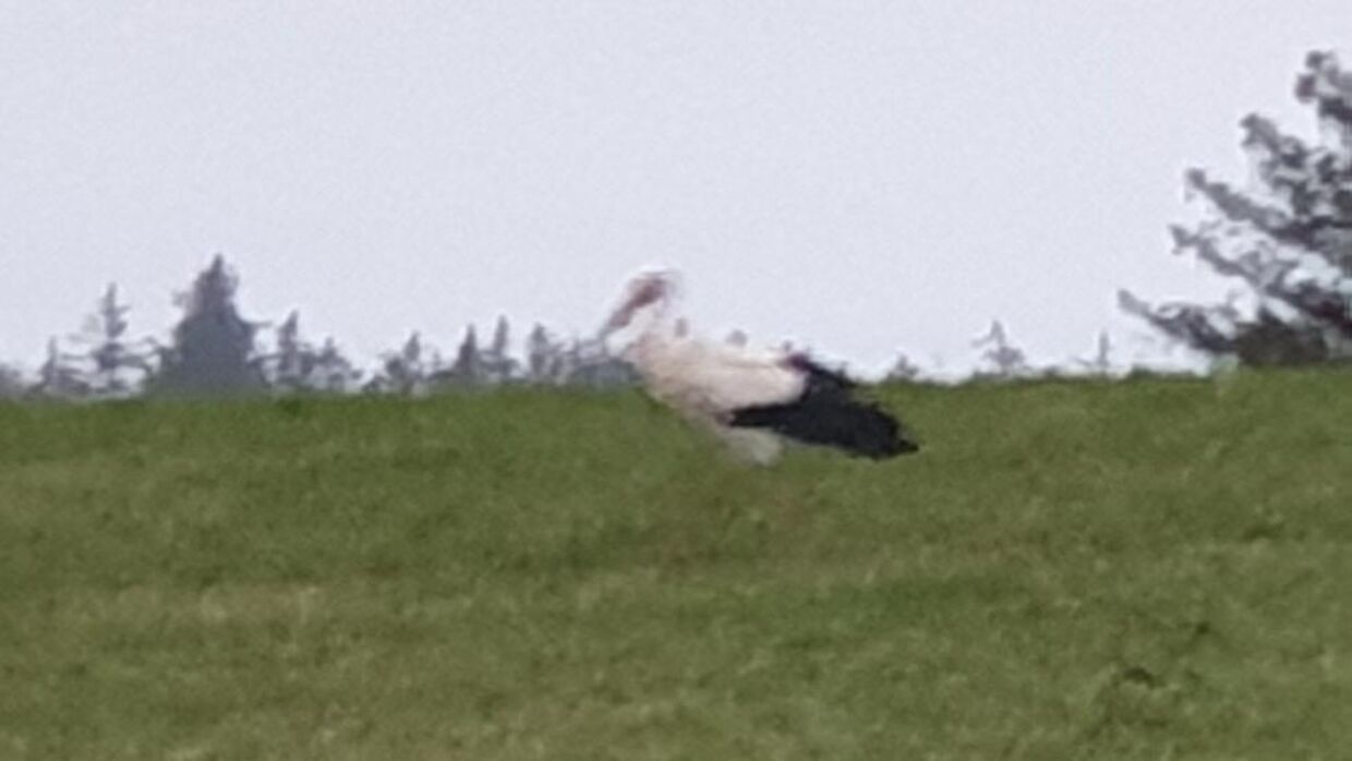 Den forvirrede stork på marken ved Bjergby.