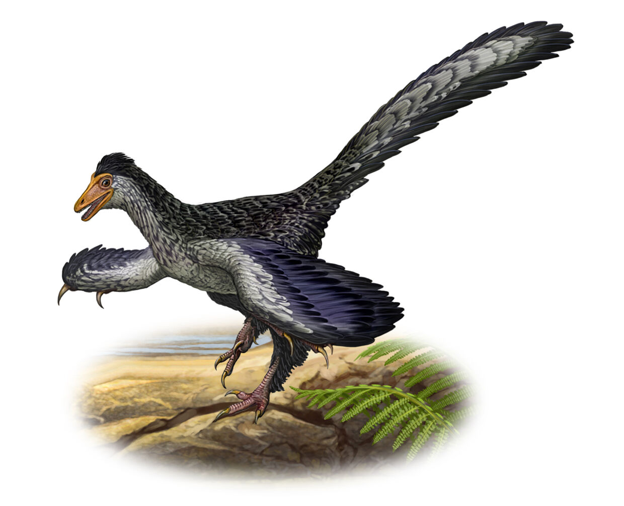 Illustration af en Archaeopteryx. På Evolutionsmuseet kan man se et af verdens blot tolv fossiler af fortidsfuglen. Den levede for omkring 150 mio. år siden og blev fundet ved byen Daiting i Bayern, Tyskland.