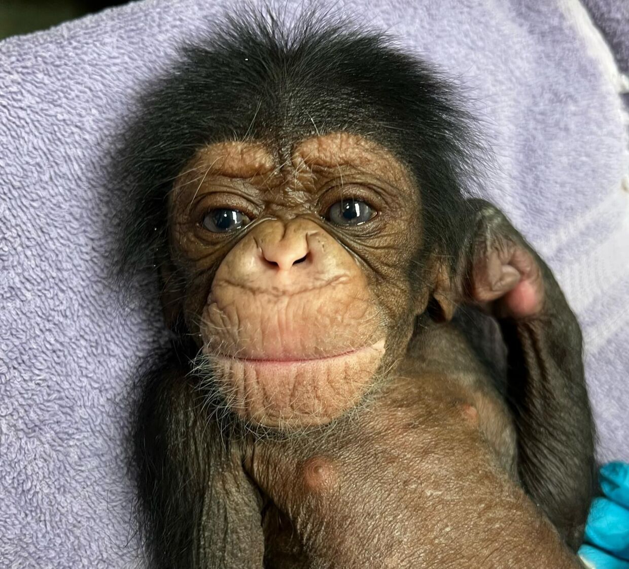 Baby-chimpansen Kucheza i Sedgwick County Zoo.