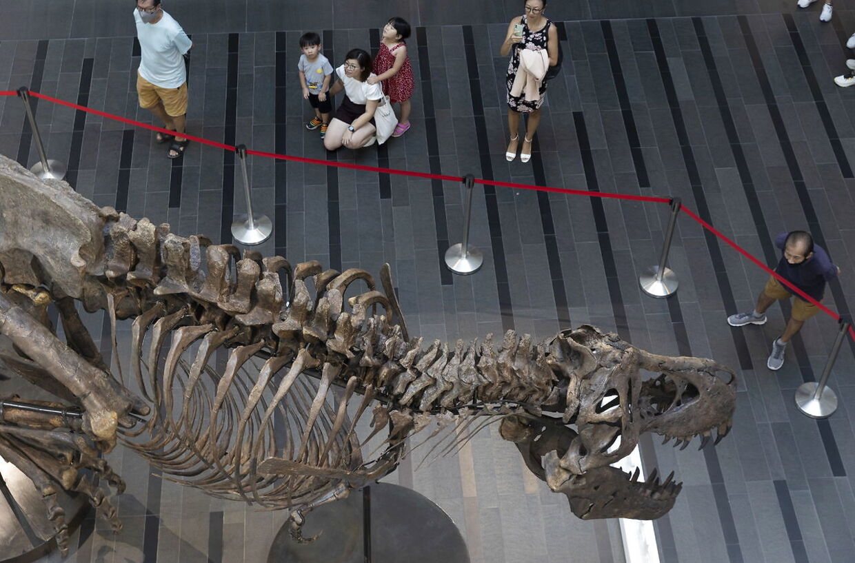 Besøgende ser på skelettet af en Tyrannosaurus rex ved navn Shen, som skulle være auktioneret bort på en auktion i Hongkong den 30. november i år.