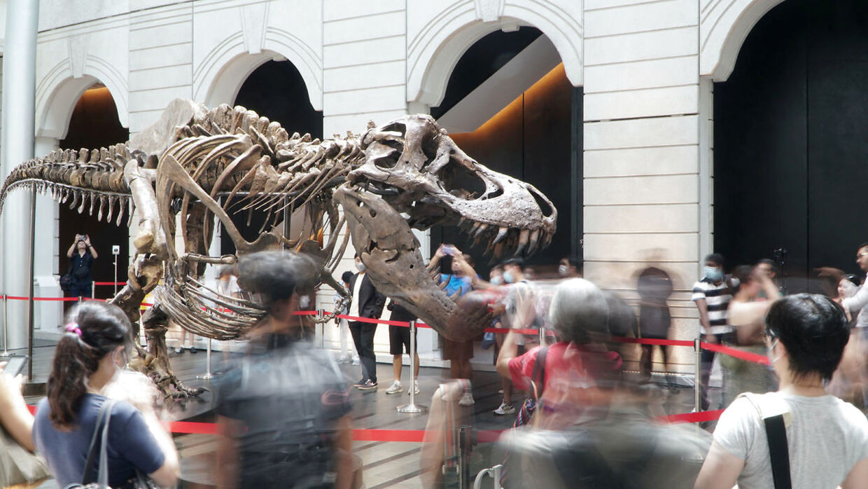 Besøgende går rundt om det 1,4 tons tunge skelet af en T rex ved navn Shen.