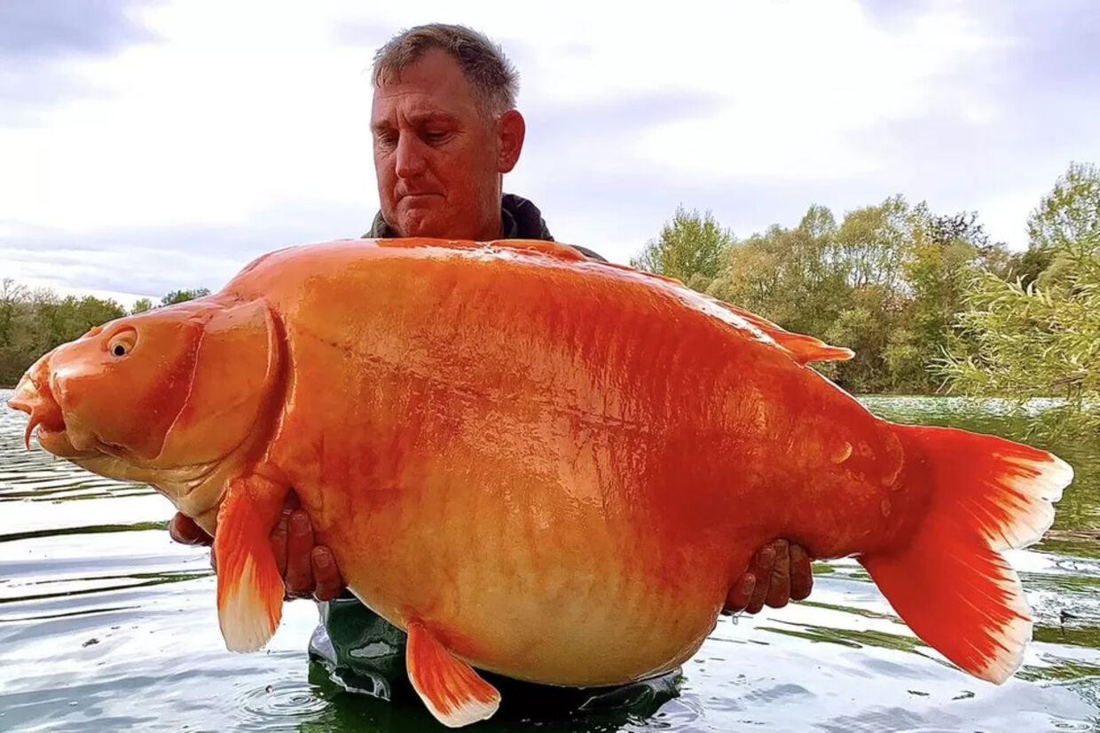 Den britiske lystfisker Andy Hackett med den store fisk, inden den blev sat ud igen.