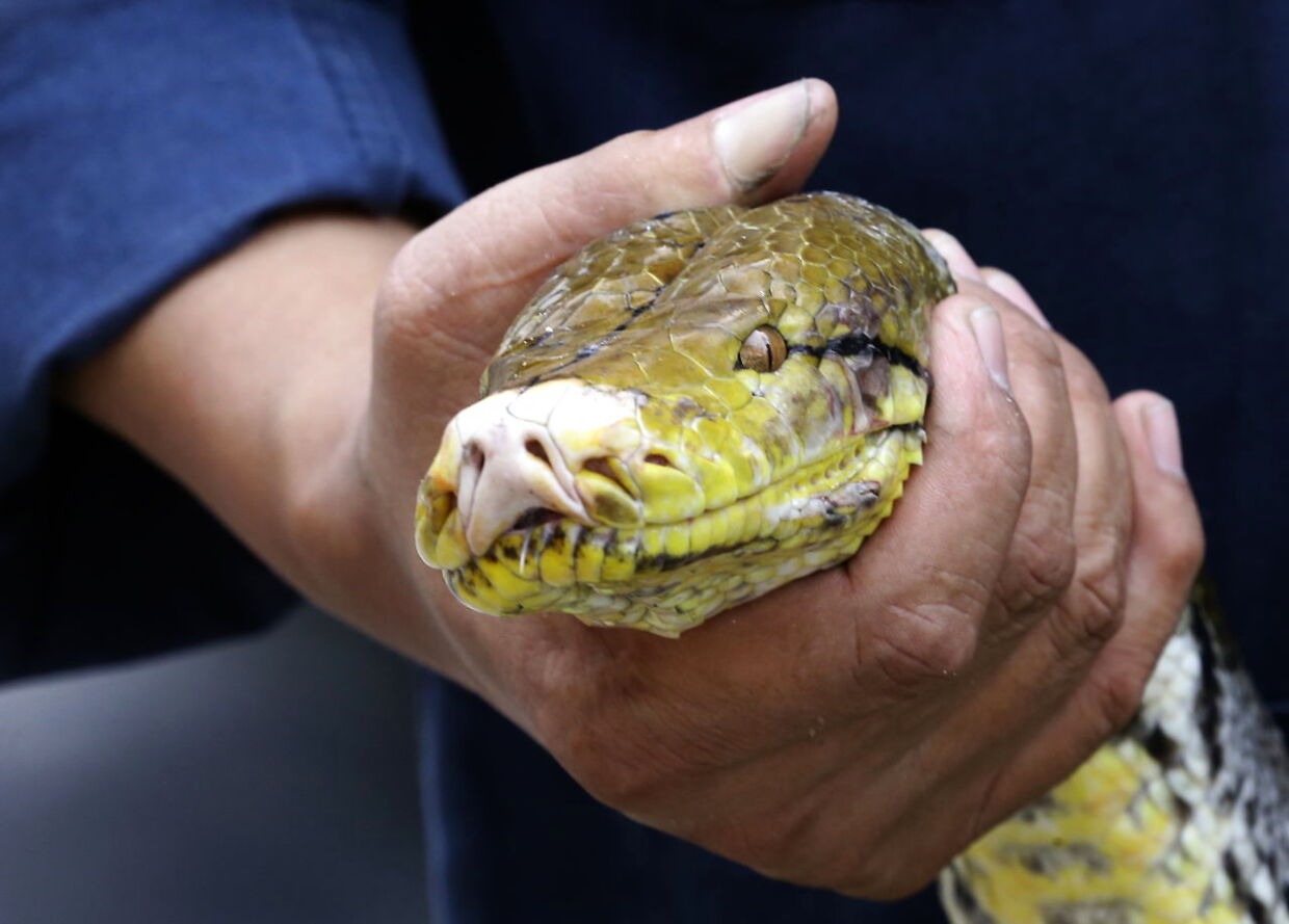 Denne python bliver håndteret af en brandmand i Thailand.