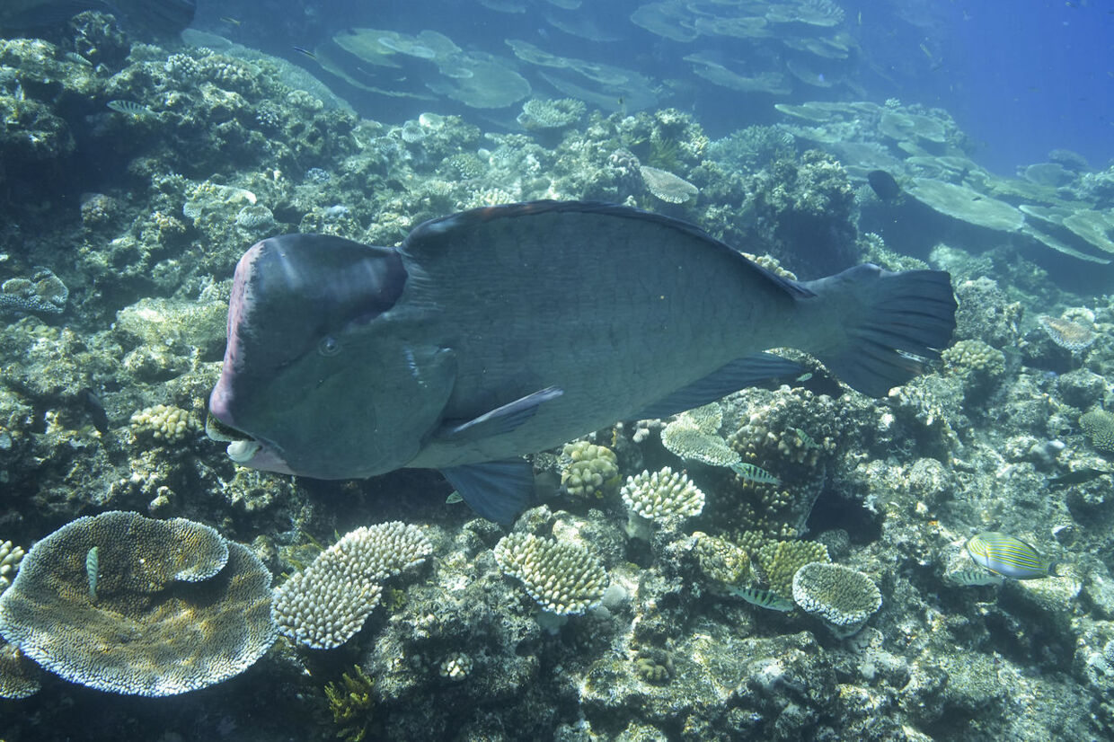 En fisk svømmer på koralrevet ud for Queenslands kyst i Australien.